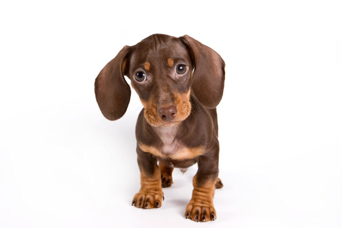 Dachshund puppy