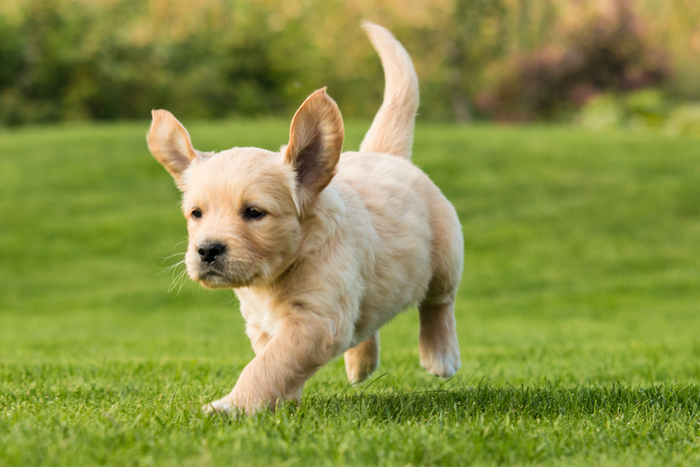 Golden Retriever Puppy