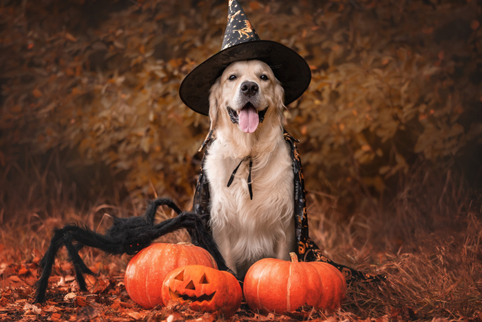 A dog dressed as a witch for Halloween. A golden retriever sits in a park in autumn with orange pumpkins and a large spider for the holiday.