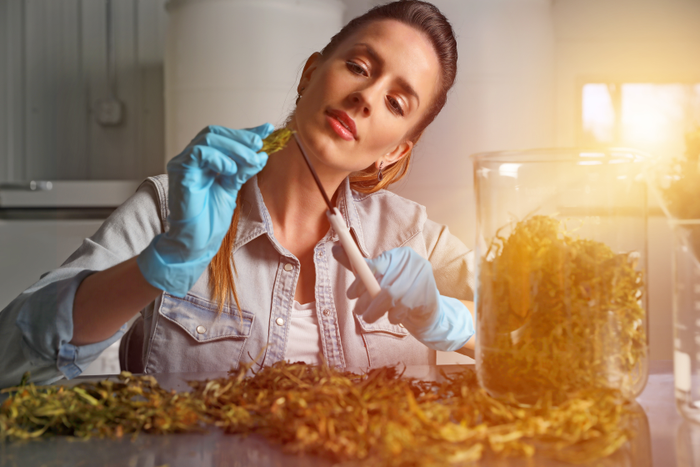 Adult woman trimming Medical Cannabis buds