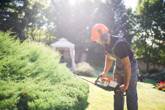 Professional gardener using electric saw, cutting hedge in the garden.