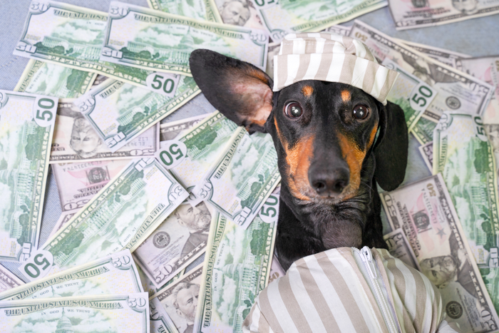 top view of a happy dog breed dachshund, black and tan, lies on a pile of counterfeit money dollars in a criminal costume