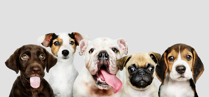 Group of dogs with silly faces