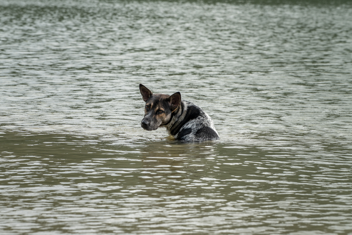 A stray dog sits alone in the flood. 