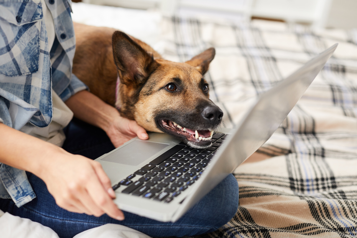 German Shepherd on a person's lap looking at the laptop screen